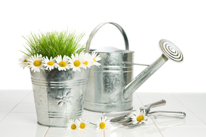 Daisies in Metal Bucket