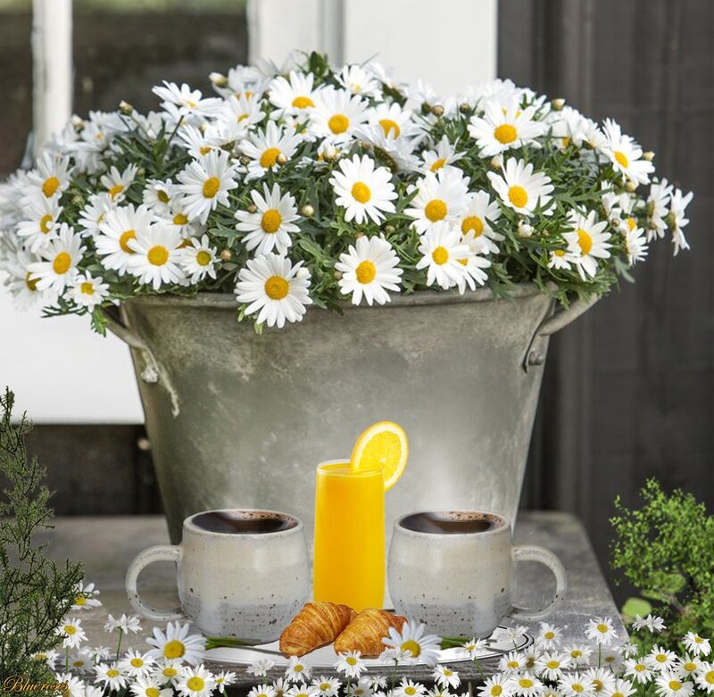 Daisies in Metal Bucket — White, Serene