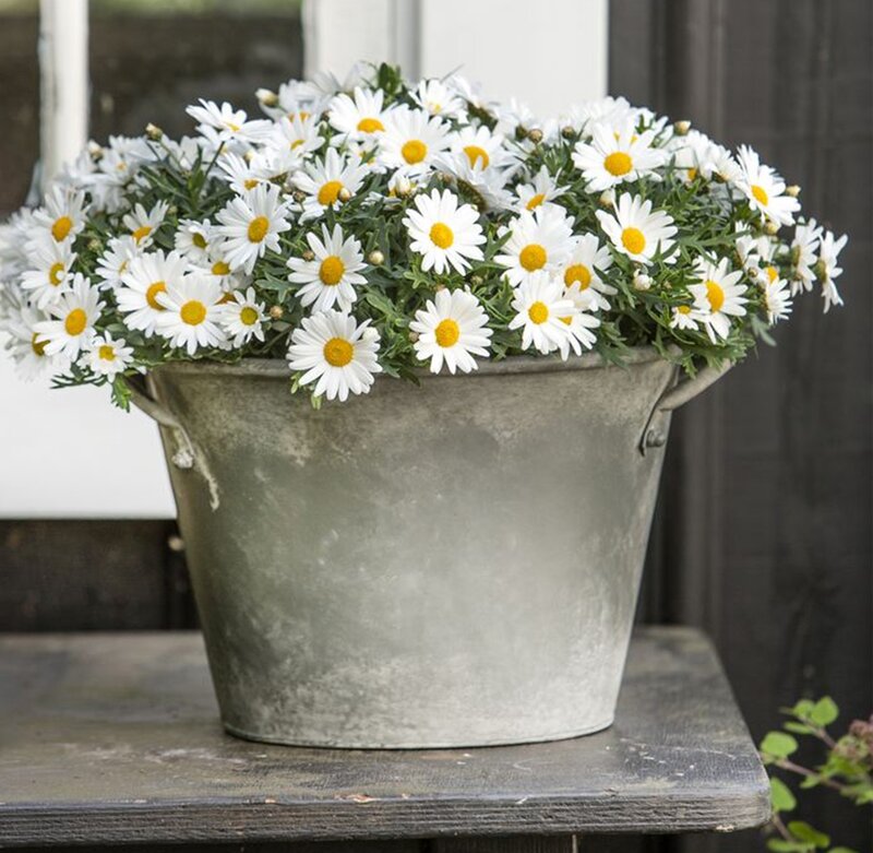Daisies in Metal Bucket — White