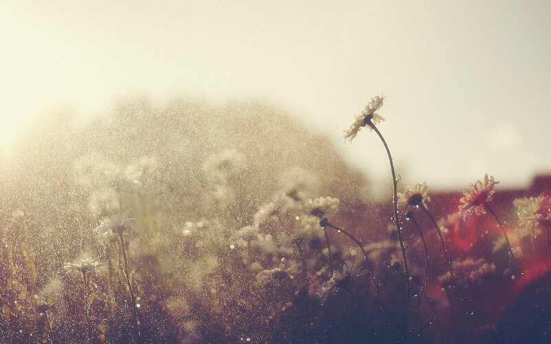 daisies in morning light