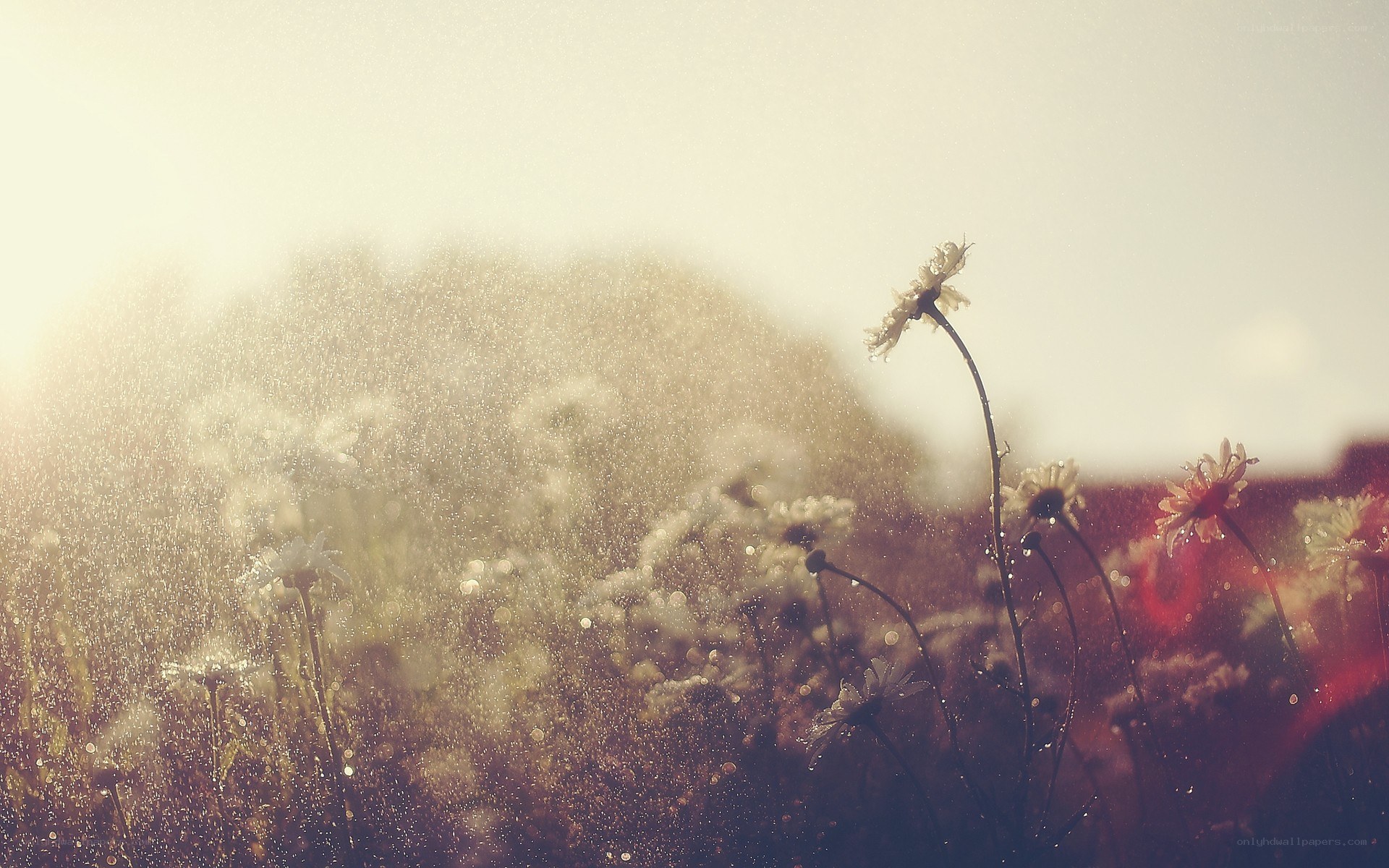 daisies in morning light