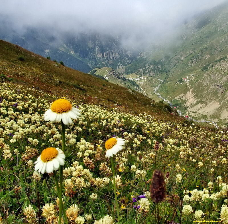 Daisies in Mountain Field