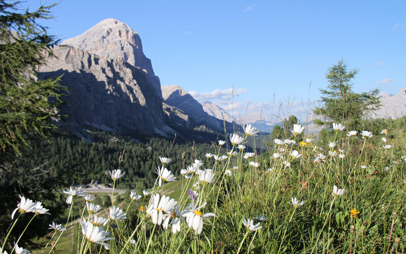 Daisies in Mountain Meadow