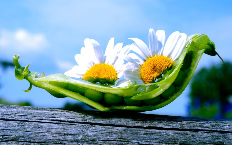 Daisies in Pea Pod