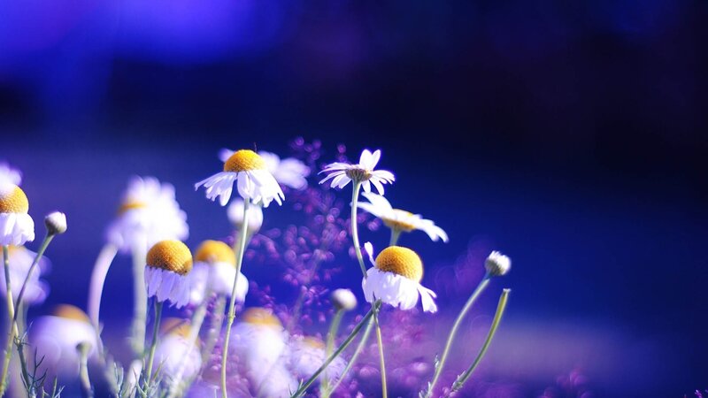 Daisies in Purple Light — Blue, Serene