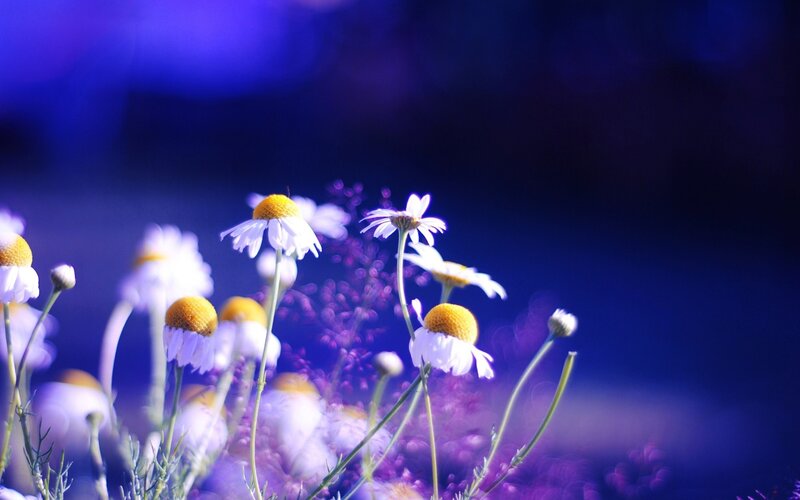 Daisies in Purple Light — Blue