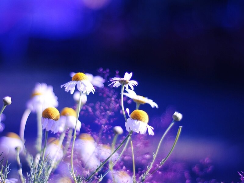 Daisies in Purple Light — Serene