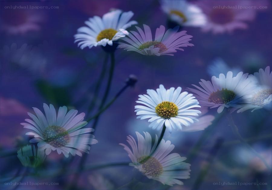 daisies in purple light
