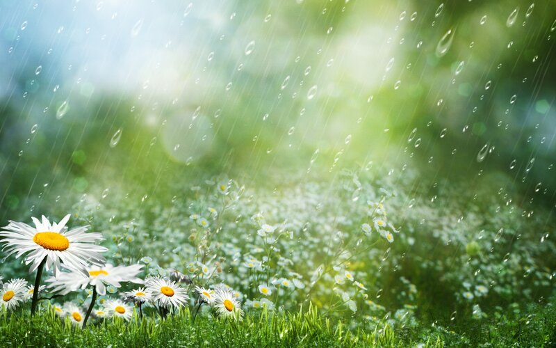 Daisies in Rain — Green