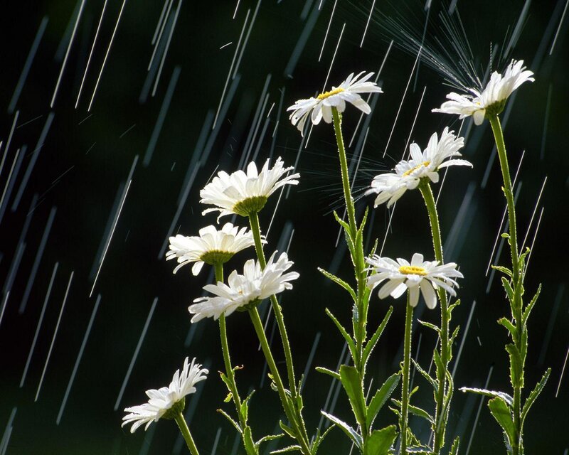 Daisies in Rain