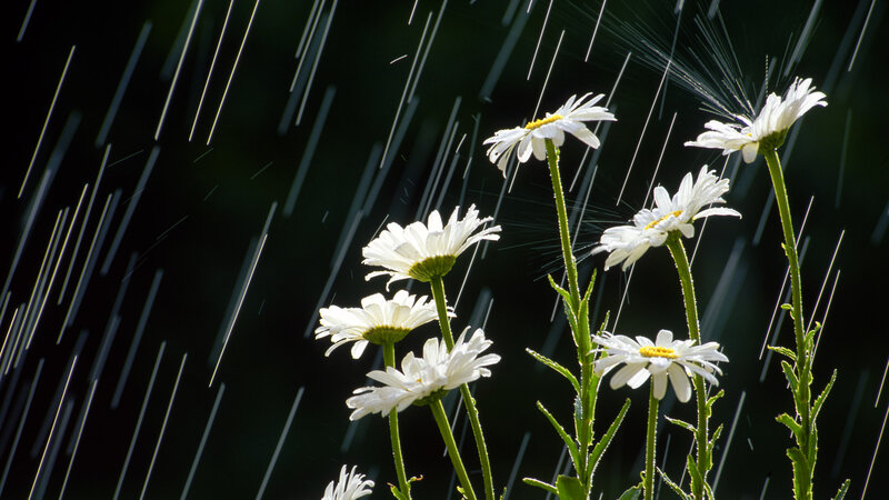 Daisies in Rain — White, Calm, Photograph