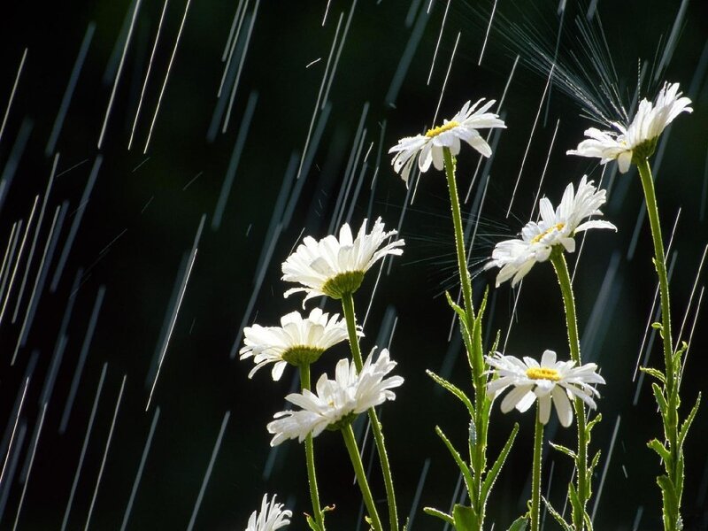 Daisies in Rain — White, Calm