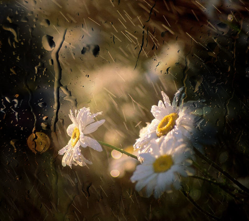 Daisies in Rain — White, Dramatic, Photograph