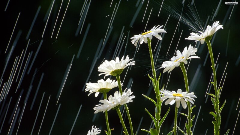 Daisies in Rain — White, Dramatic