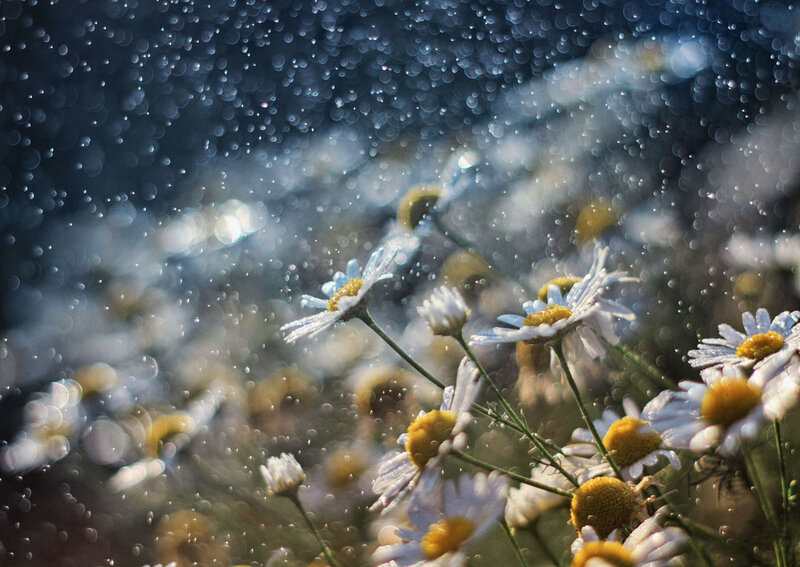 Daisies in Rain — White, Serene, Afternoon