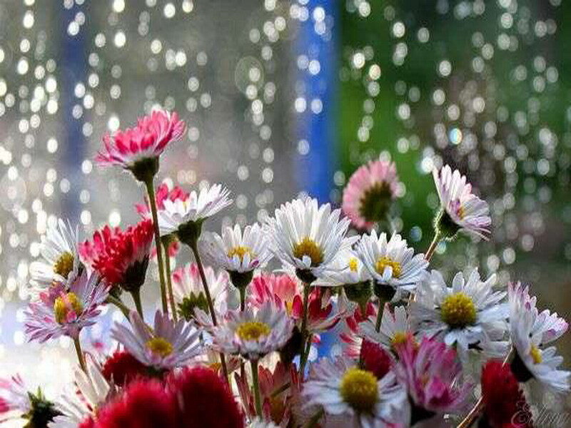 Daisies in Rain — White, Serene, Spring
