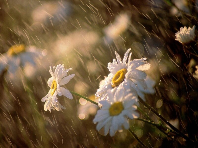 Daisies in Rain — White, Serene, Sunset