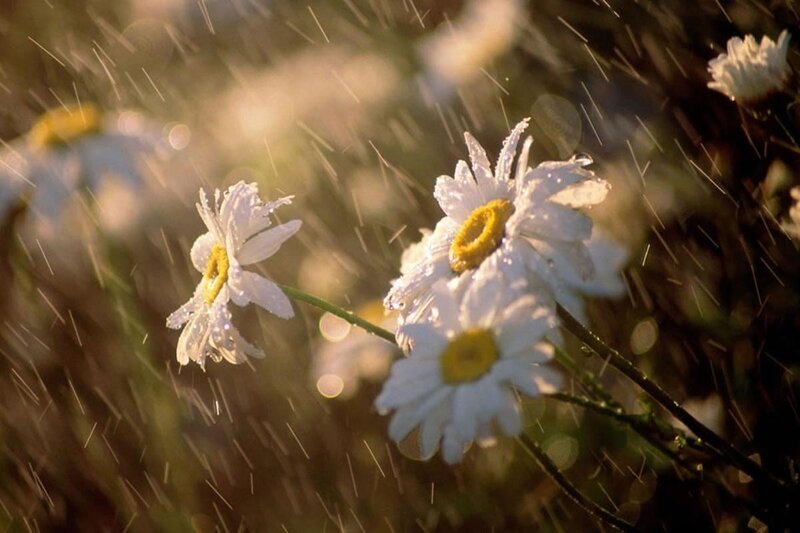 Daisies in Rain — White, Serene