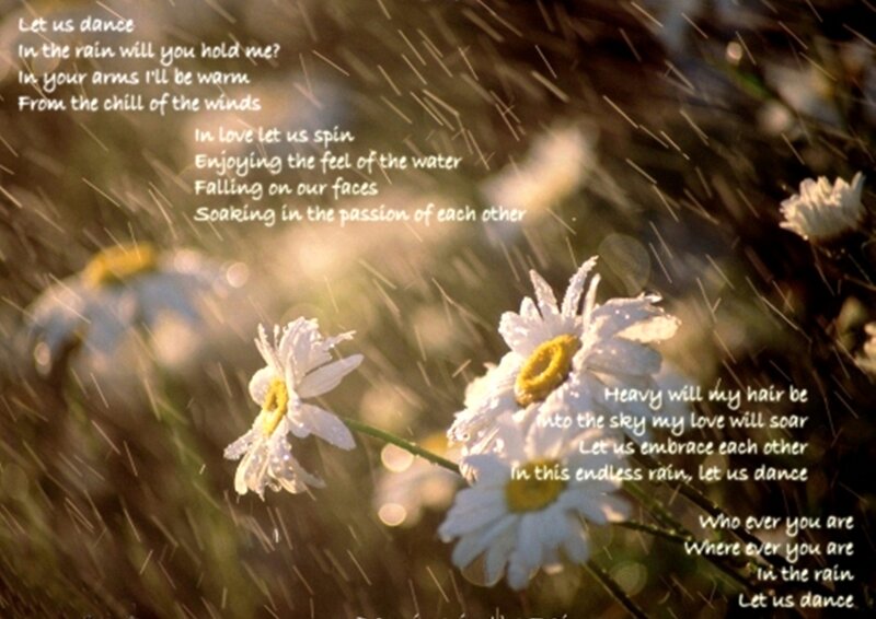 Daisies in Rain — White