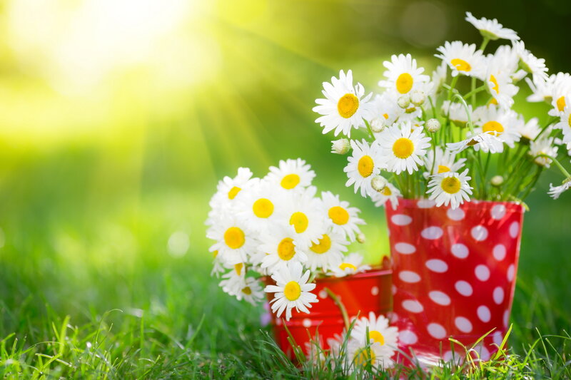 Daisies in Red Boots