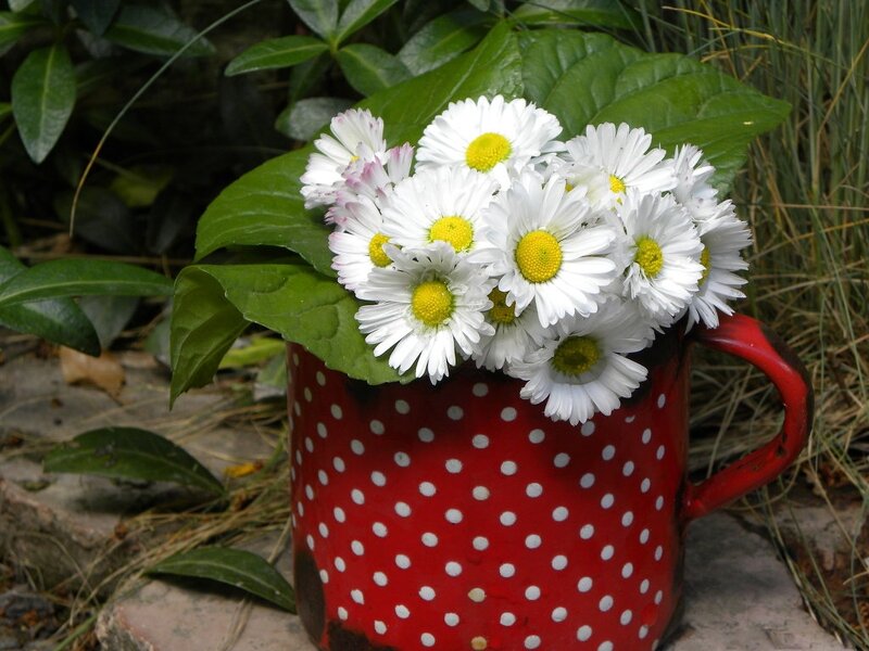 Daisies in Red Mug