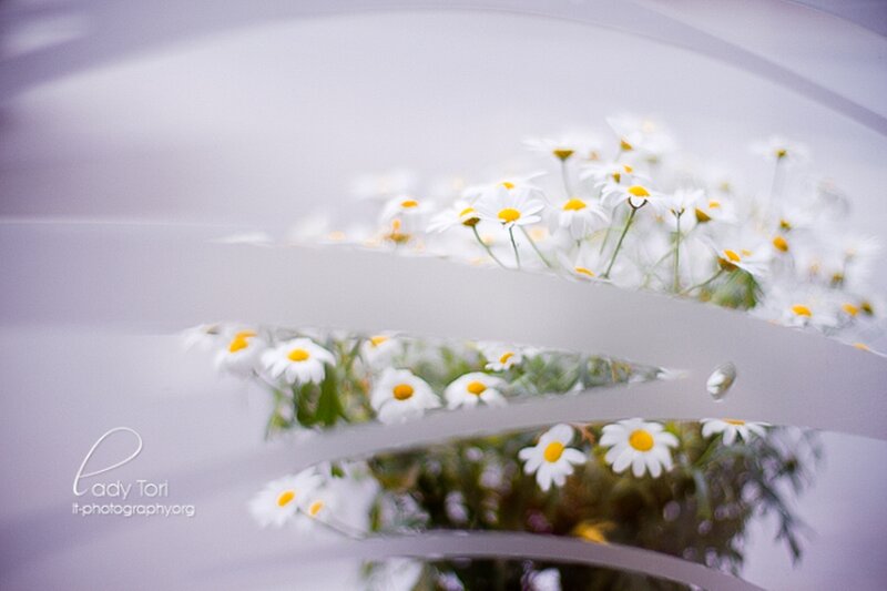 Daisies in Reflection