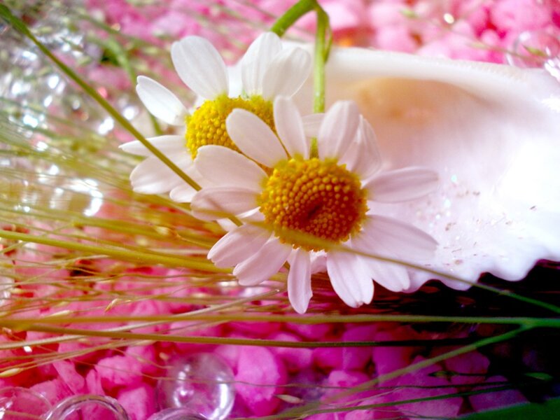 Daisies in Seashell