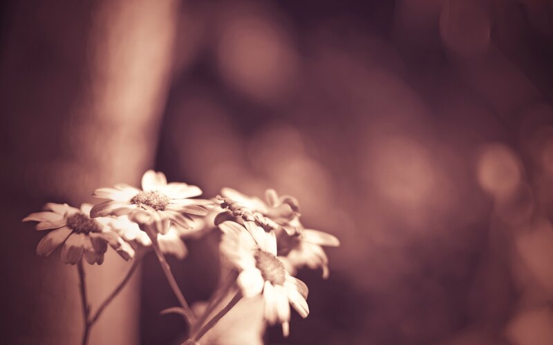 Daisies in Sepia Tone — Brown