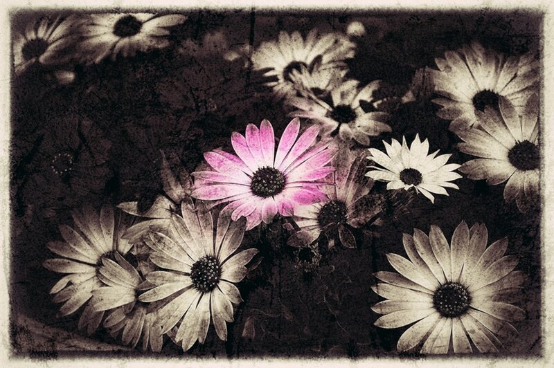 Daisies in Sepia Tone