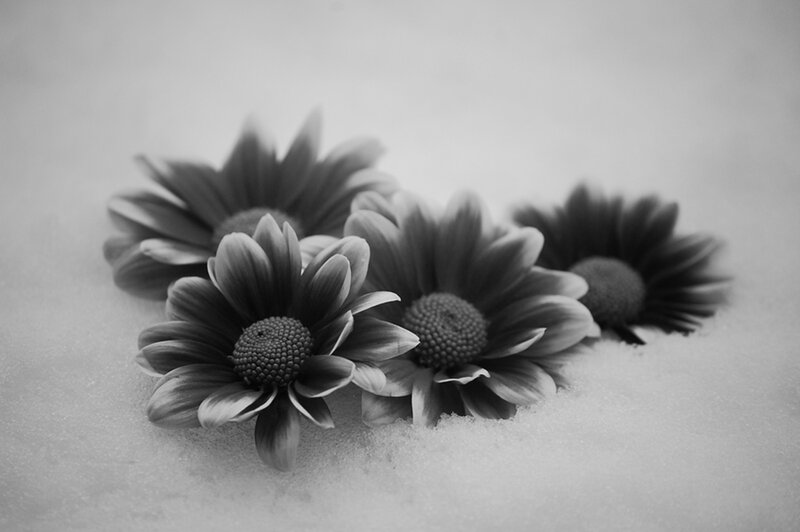 Daisies in Snow