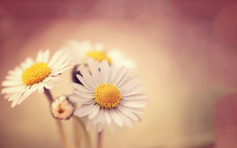 Daisies in Soft Focus — White, Serene