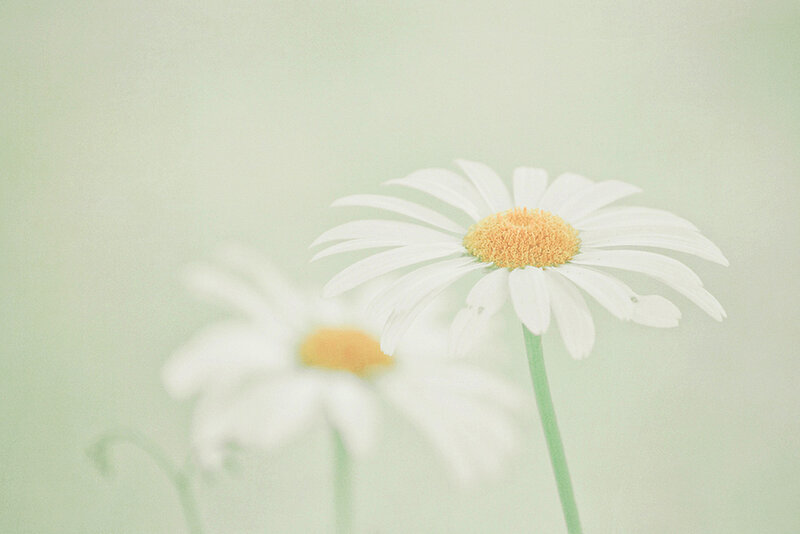 Daisies in Soft Focus — White