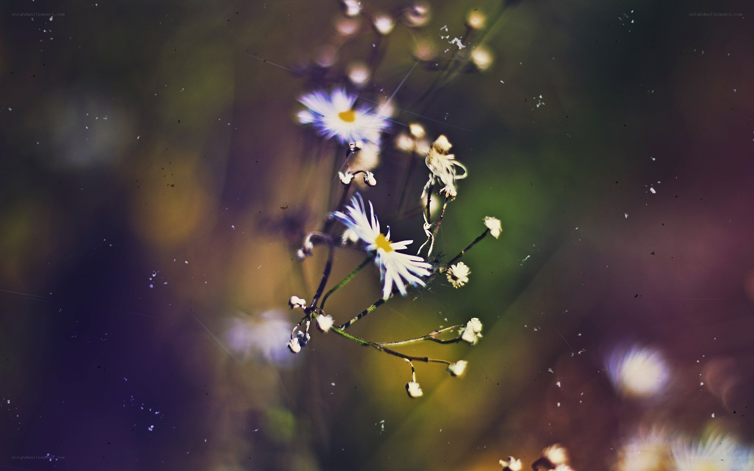 Daisies in soft focus