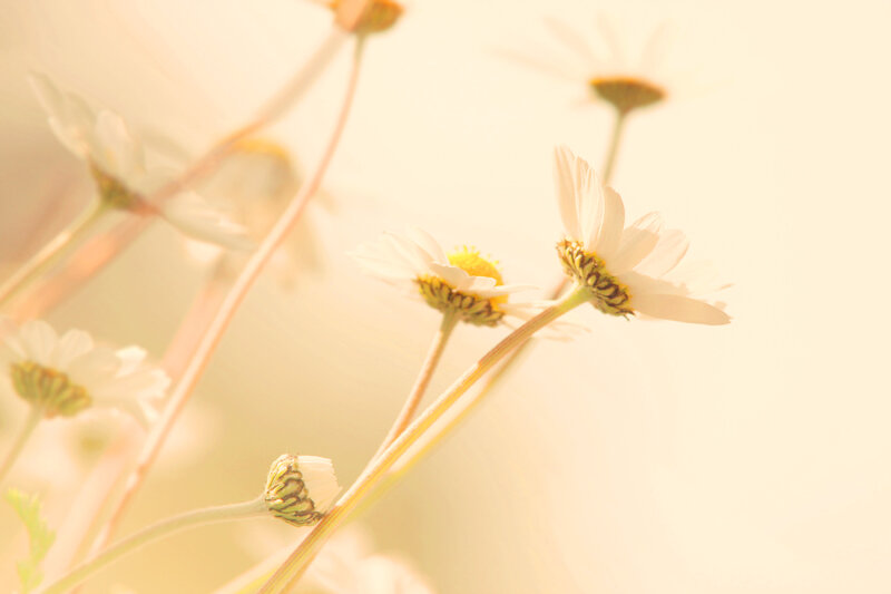 Daisies in Soft Light