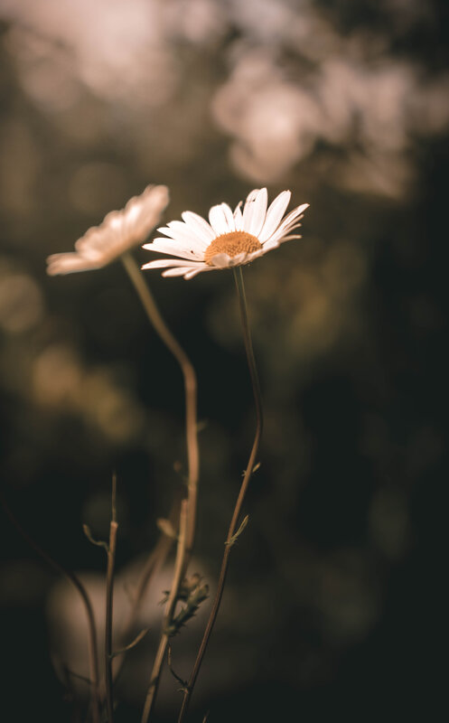 Daisies in Soft Light — White