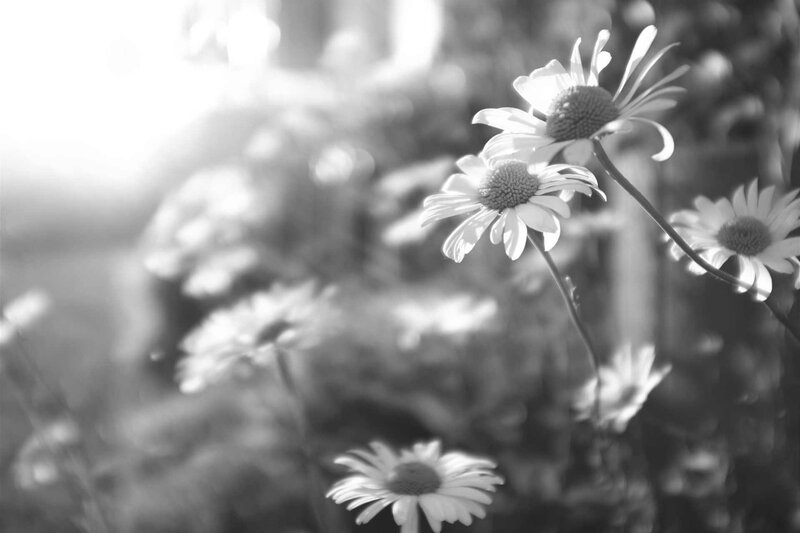 Daisies in Sunlight — Black