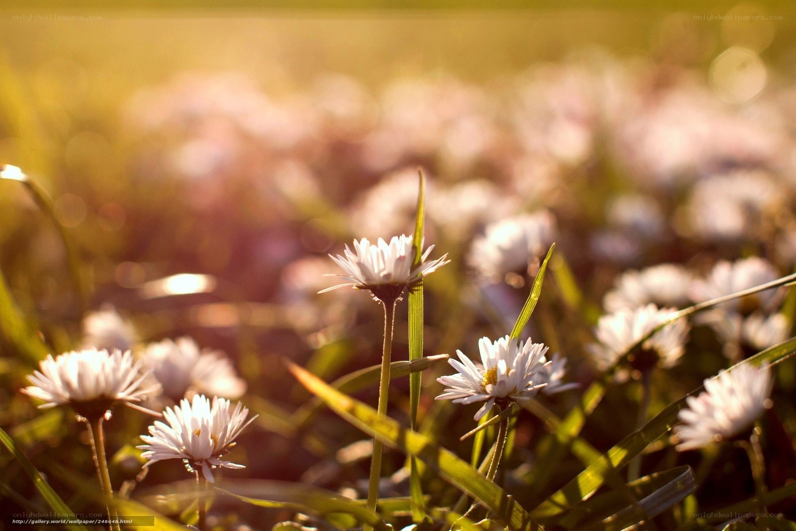 Daisies in Sunlight Field