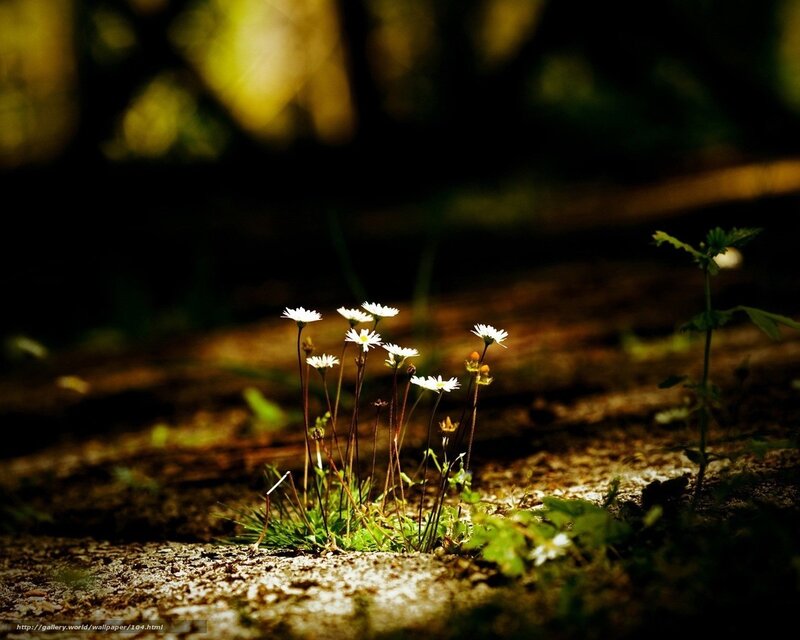 Daisies in Sunlight