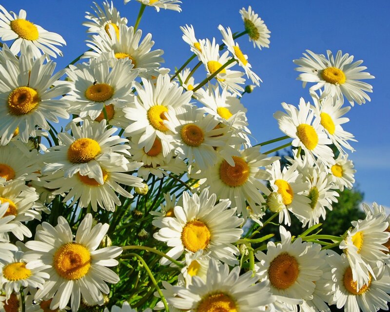 Daisies in Sunlight — White, Bright
