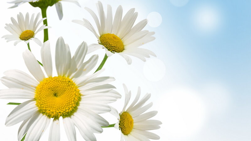 Daisies in Sunlight — White, Serene, Afternoon, Photograph
