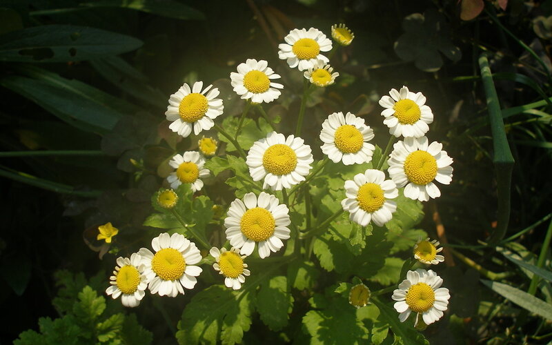 Daisies in Sunlight — White, Serene, Afternoon