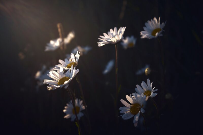 Daisies in Sunlight — White, Serene, Sunset