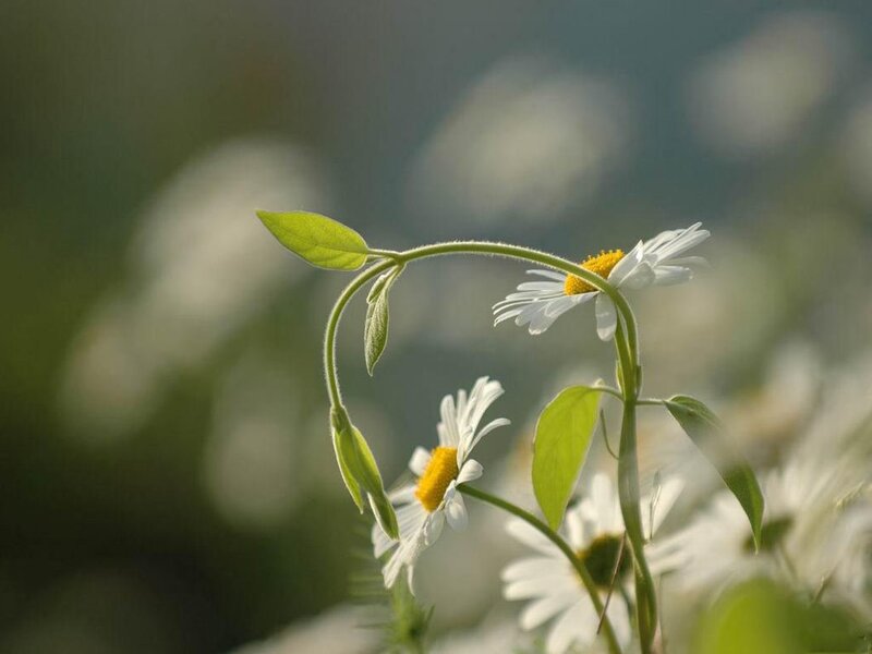 Daisies in Sunlight — White, Serene