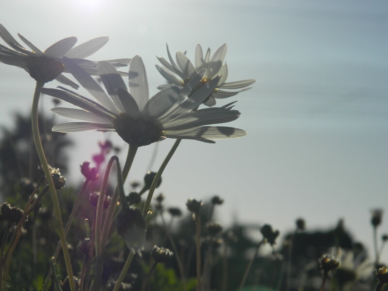 Daisies in Sunlight — White
