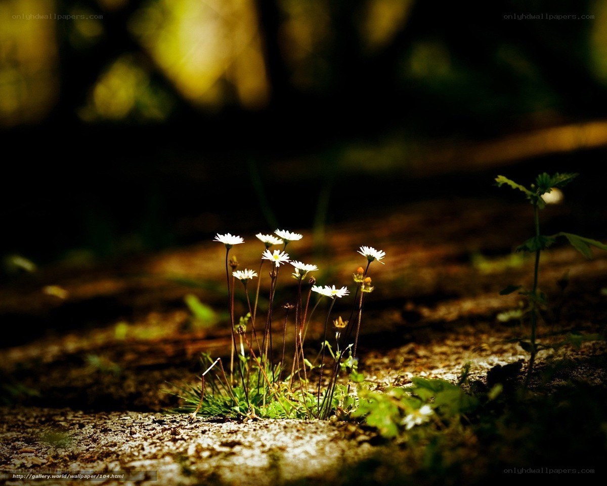 Daisies in Sunlight