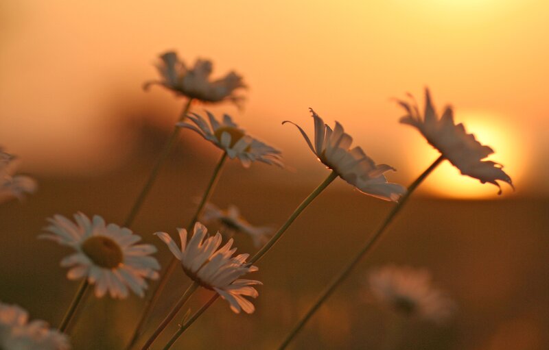 Daisies in Sunset — Orange