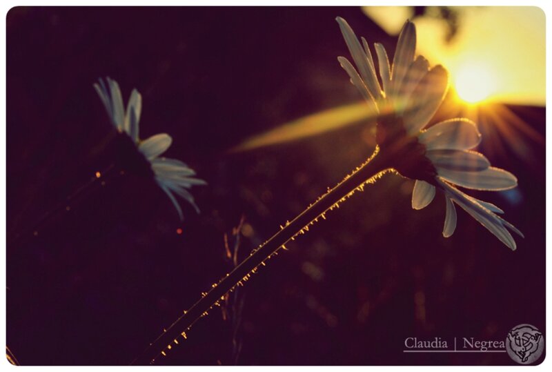 Daisies in Sunset