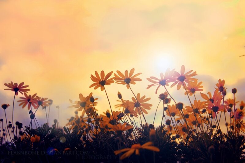 Daisies in Sunset — Yellow
