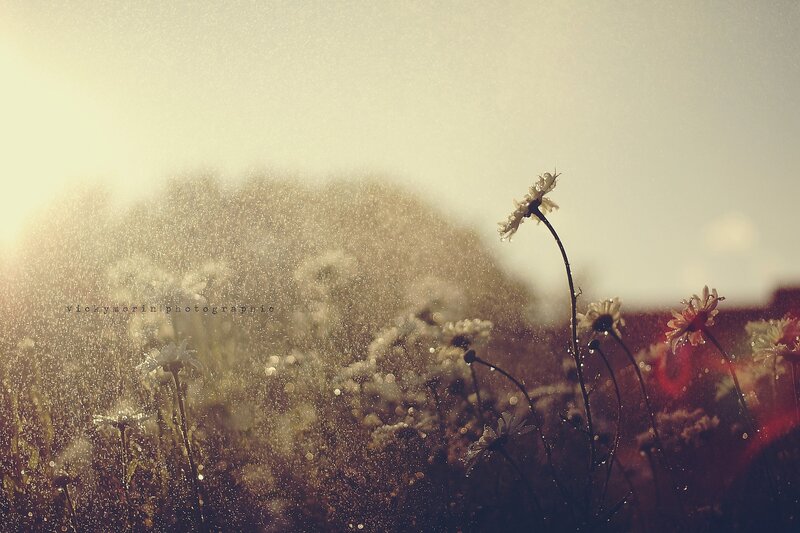 daisies in the rain
