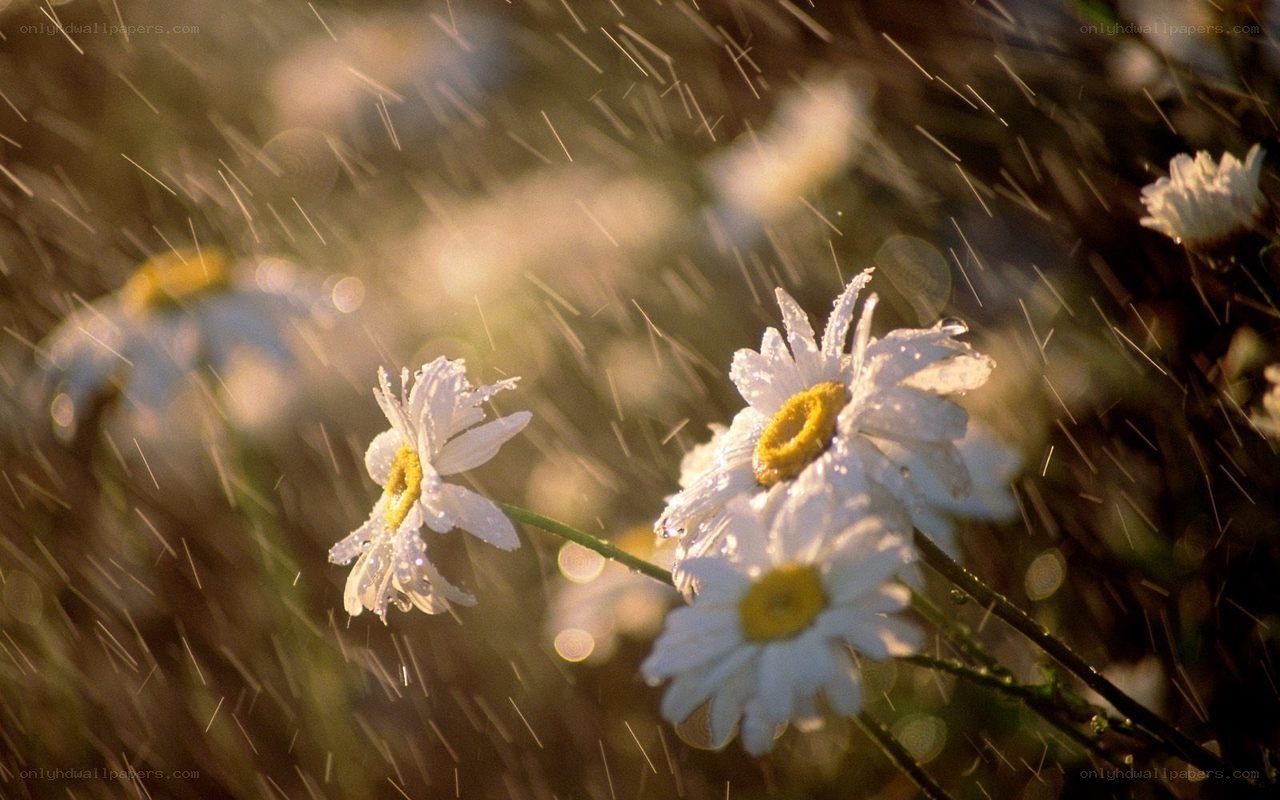 Daisies in the rain